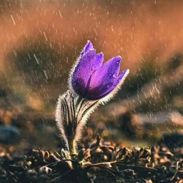 Spring and springtime flower in the rain.  Blooming beautiful flowers on a me 스톡 사진