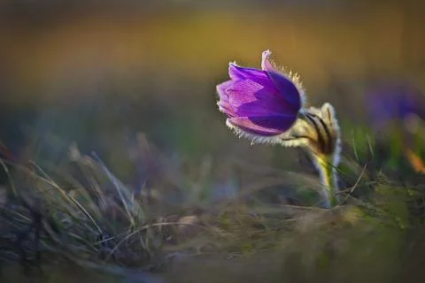 Spring and springtime flowers in the rain. Beautiful flowers blooming in a Stock Photos