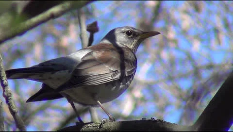 Spring and starling 스톡 동영상 22994254