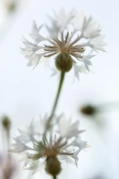 Spring and summer blooming. Violets. Extreme close-up and shallow depth of field 스톡 사진