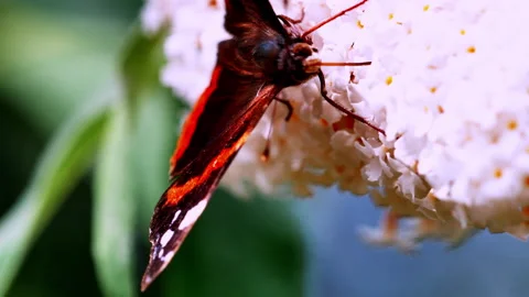 Spring and summer butterflies feed. Stock Footage 294555499