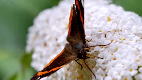 Spring and summer butterflies feed2. Stock Footage 294551867