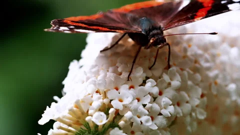 Spring and summer butterflies feed2. Stock Footage 294553788