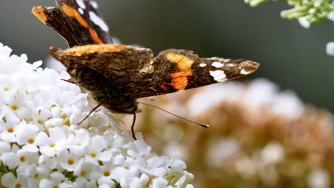 Spring and summer butterflies feed5. Stock Footage 294550072