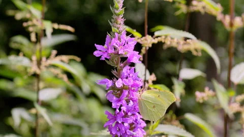 Spring and summer butterflies feed7. Video stock 294554749