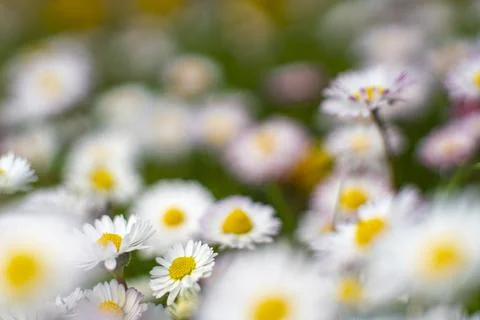 Spring and Summer Flower Bed Macro Landscape Scene Stock Photos