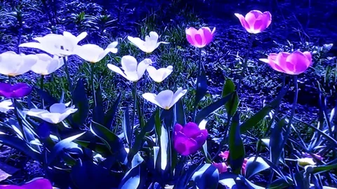 Spring And Summer Flowers In The Wind In Inspiring Stock Footage 104667853