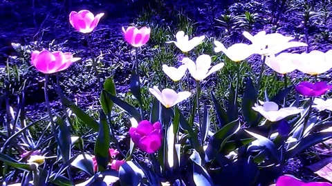 Spring And Summer Flowers In The Wind It Is Inspiration Stock Footage 104667885