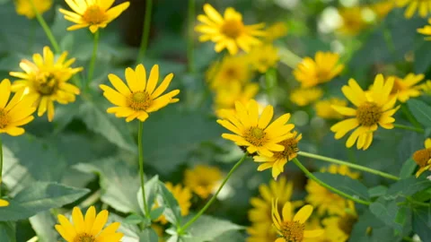 Spring and summer nature scene. gardening. nature background. Stock Footage 178454444