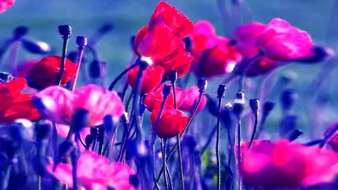 Spring And Summer Nice Flowers In The Wind Stock Footage 104667874