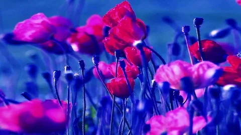Spring And Summer Red Flowers In The Wind Stock Footage 104667855