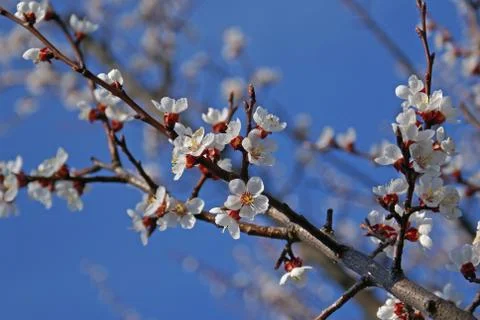 Spring and trees in bloom Stock Photos