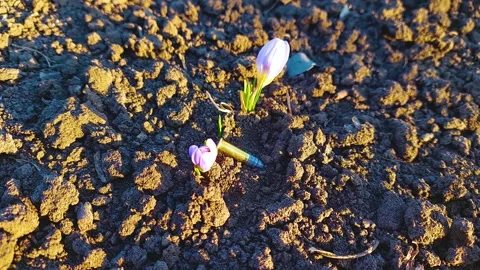 Spring and war Stock Footage 172432808