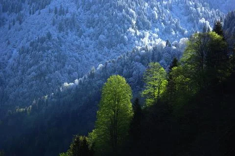 Spring and Winter seasons in the same photo frame. Stock Photos
