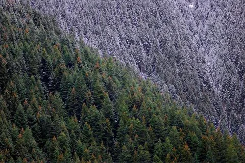 Spring and Winter seasons in the same photo frame. Stock Photos