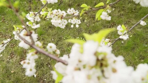 Spring and the young man dreams and reflects Video stock 79903283
