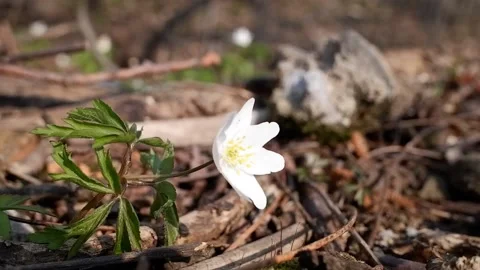 Spring anemone flower (Anemonastrum) moving by wind. Closeup footage. 스톡 동영상 146259039