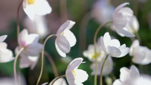 Spring Anemone flowers swinging in the wind. Nature. White anemone Video stock 130969960