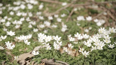 Spring - Anemones in a danish forest 動画素材 129729720