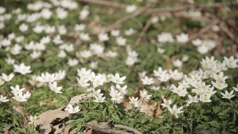 Spring - Anemones in a danish forest 動画素材 129729852