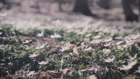 Spring - Anemones in a danish forest 動画素材 129730169