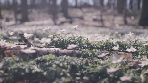 Spring - Anemones in a danish forest Video stock 129730223