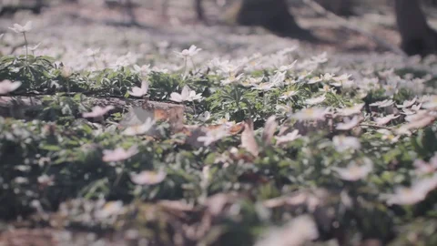 Spring - Anemones in a danish forest 動画素材 129730234