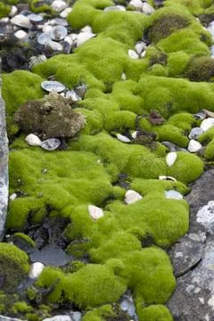 Spring in antarctica. Stock Photos