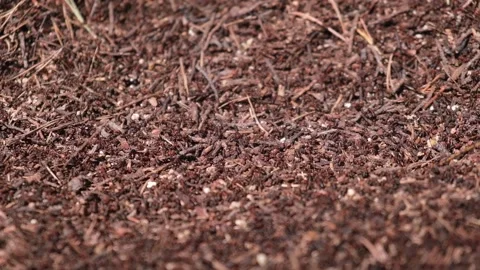 Spring, ants begin to work actively. the anthill is teeming with ants. close up. Stock Footage 232364636