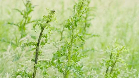 Spring in Antwerp Stock-Fotos