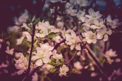 Spring Apple Blooming Trees Filtered Foto stock