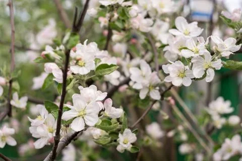 Spring Apple Blooming Trees Foto stock