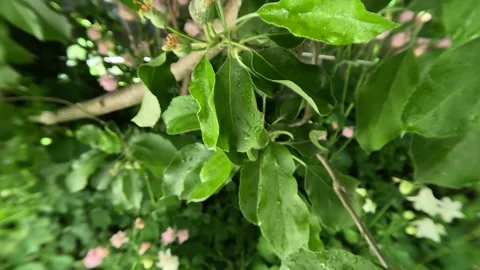 Spring, Apple Blossom and Developing Apples Stock Footage 254845058