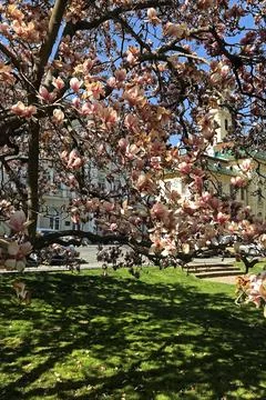 Spring apple blossom. Stock Photos