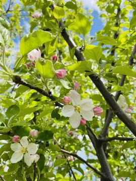 Spring apple blossom Stock Photos