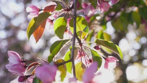 Spring apple blossoms. Apple tree blossoms in the sunshine garden. Stock Footage 75954604