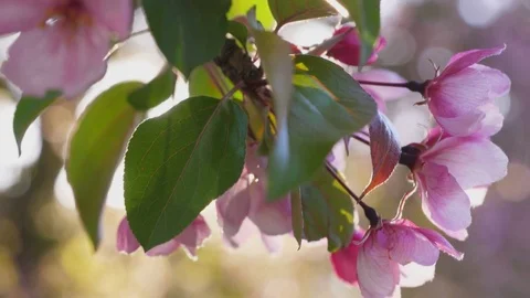 Spring apple blossoms. Apple tree blossoms in the sunshine garden. Stock Footage 76863742