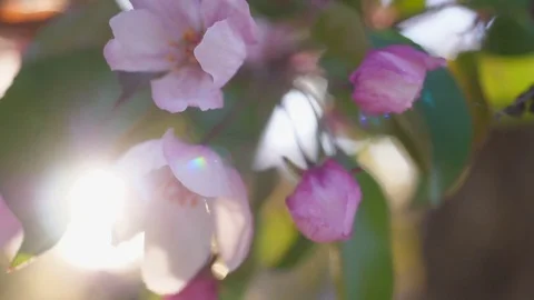 Spring apple blossoms. Apple tree blossoms in the sunshine garden.  Video stock 76863836