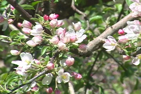 Spring apple blossoms 動画素材 71127