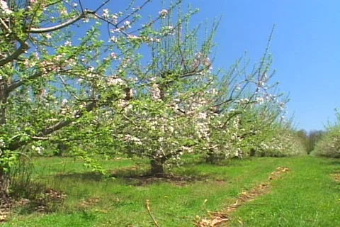 Spring apple blossoms 動画素材 71132