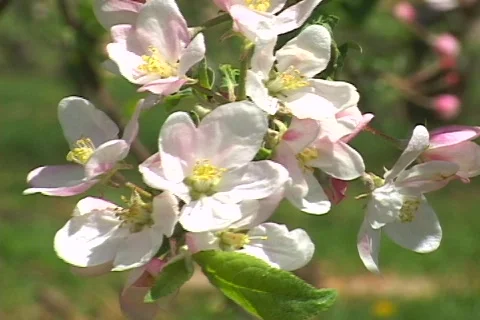 Spring apple blossoms 動画素材 71134
