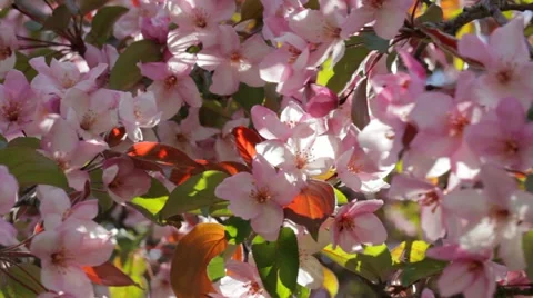 Spring apple blossoms Stock Footage 11050111