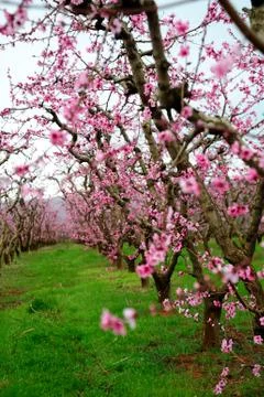 Spring apple blossoms Stock Photos
