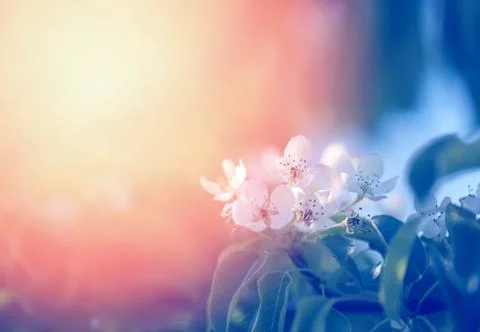 Spring Apple blossoms Stock Photos