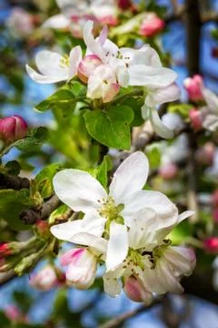 Spring apple blossoms Stock Photos