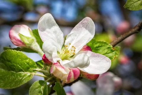 Spring apple blossoms Stock Photos
