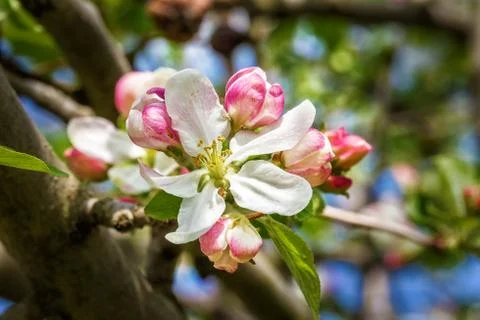 Spring apple blossoms Stock Photos