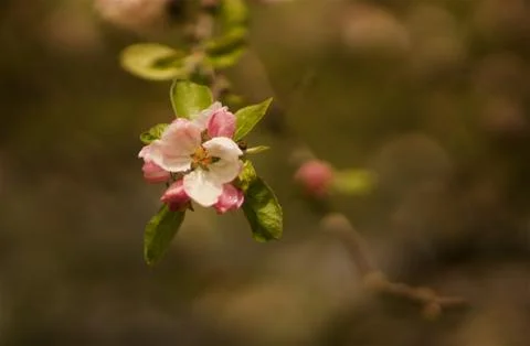 Spring apple blossoms in the sunset Stock Photos