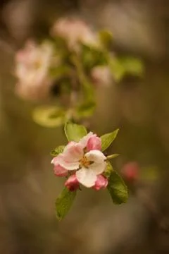 Spring apple blossoms in the sunset Stock Photos