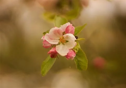 Spring apple blossoms in the sunset Stock Photos